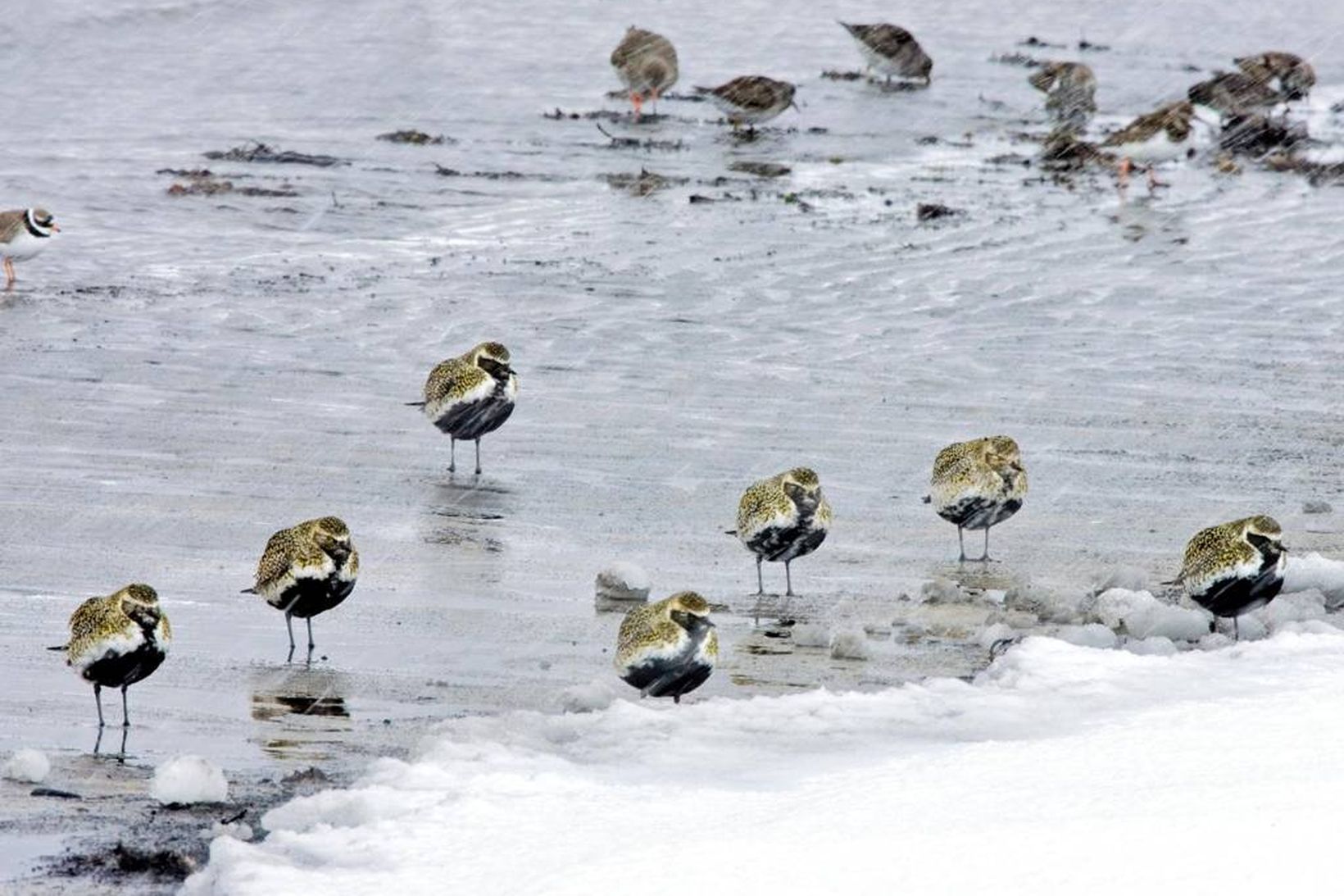 Síðbúin vorhret mun verri en páskahret