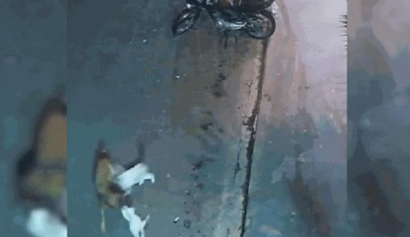Bjargaði vinkonu sinni úr kjafti hunds