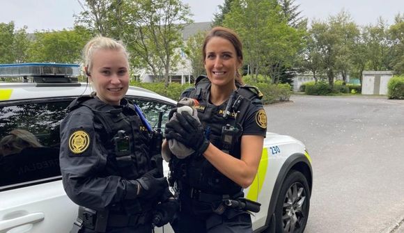 Útkall vegna áttavillts lunda í Hlíðunum 