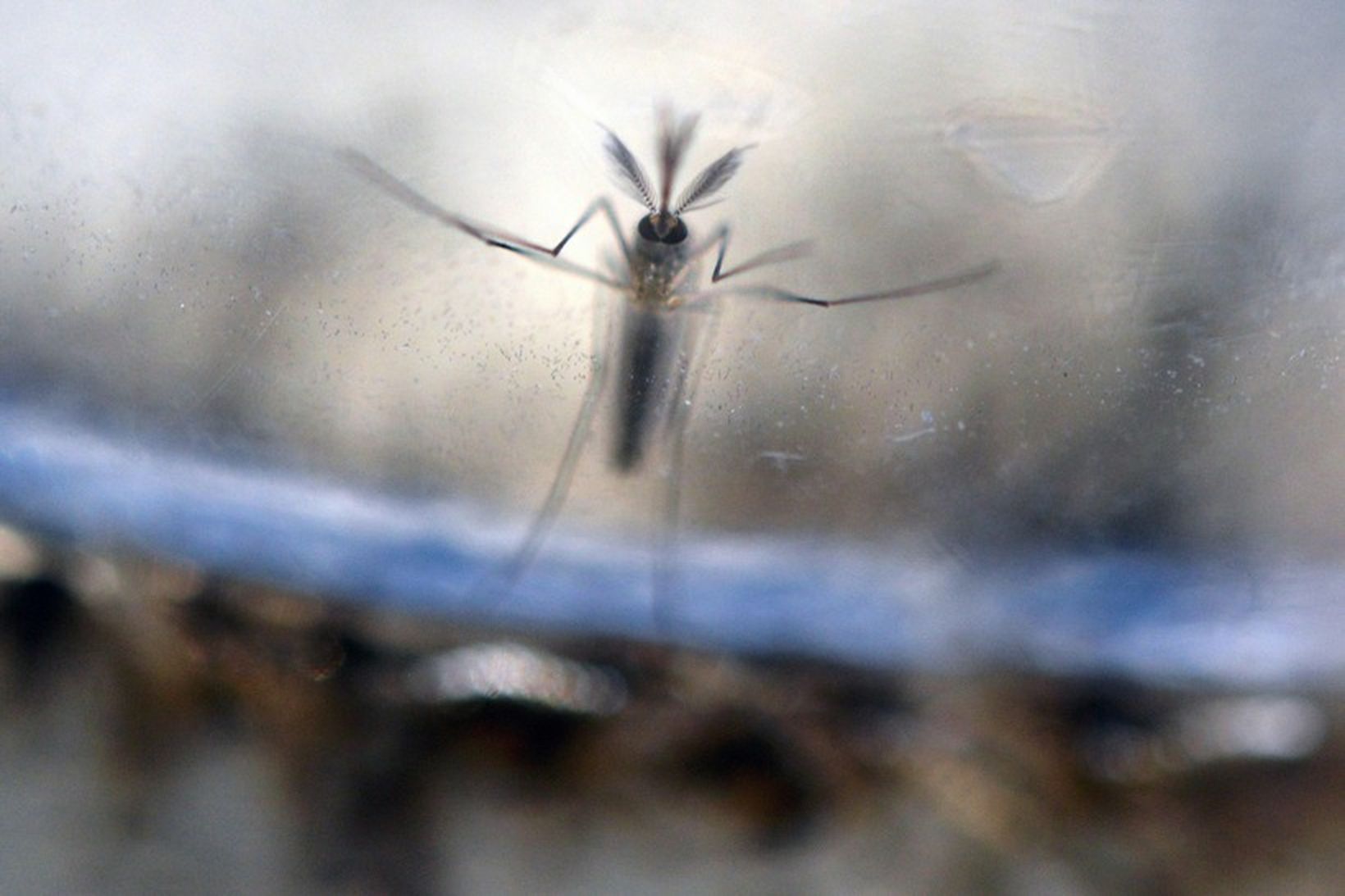 Zika-veiran er skyld öðrum veirum sem berast með moskítóflugum.