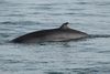 Have “Icelandic” minke whales migrated to Jan Mayen?