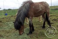 Landsmót hestamanna - Litföróttur hestur