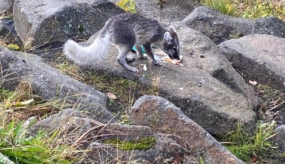 Úthverfarefurinn virðist hafa hlotið sorglegan endi