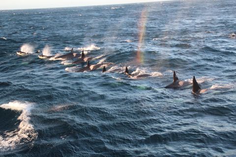 Killer whales, following a fishing boat in Héraðsflói bay, Northeast Iceland.