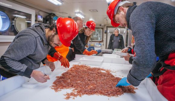 62,6 milljónir tonn af ljósátu í Suðurskautshafi