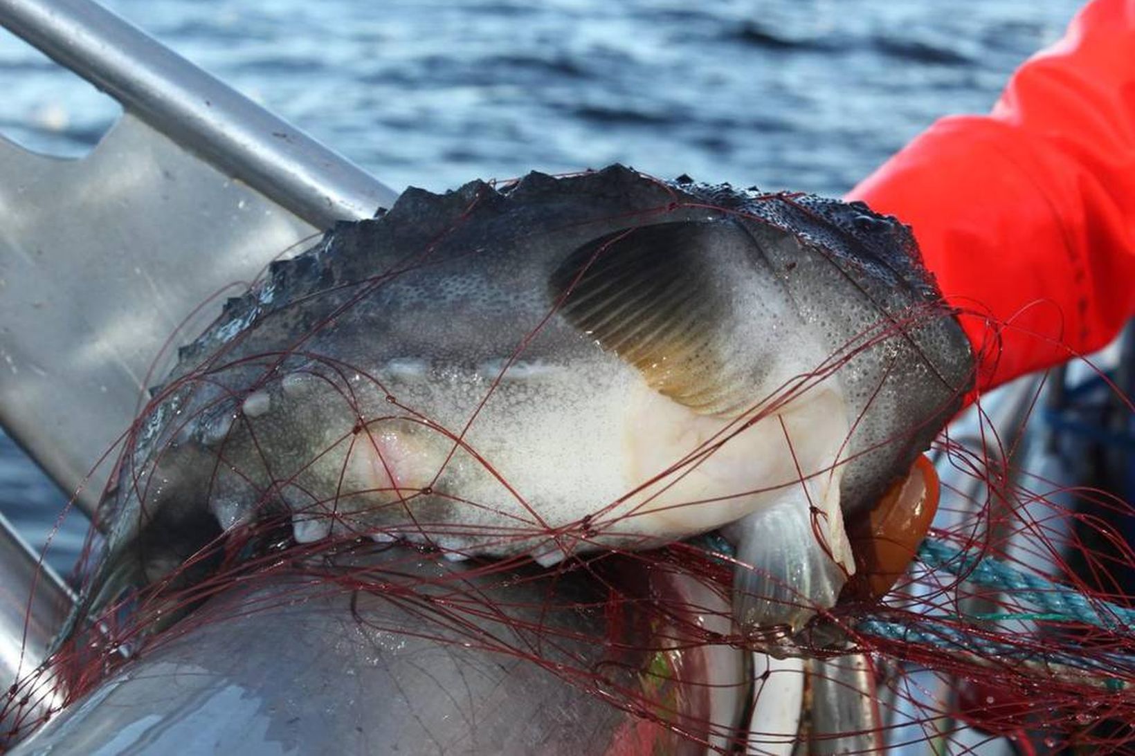 Slæmar gæftir en verð óvenjuhátt