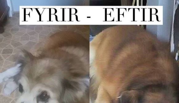 Hundarnir komnir á fósturheimili