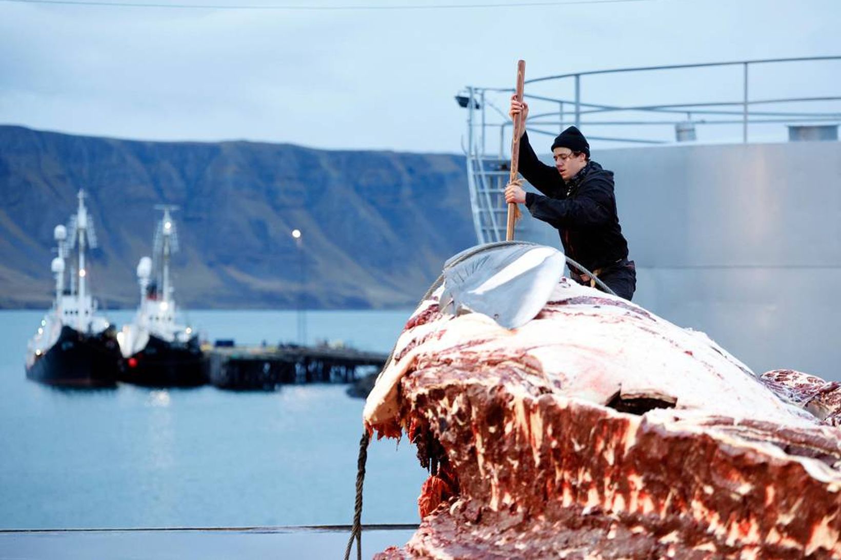 Veiðar á langreyði og hrefnu hafa verið leyfðar á nýjan …