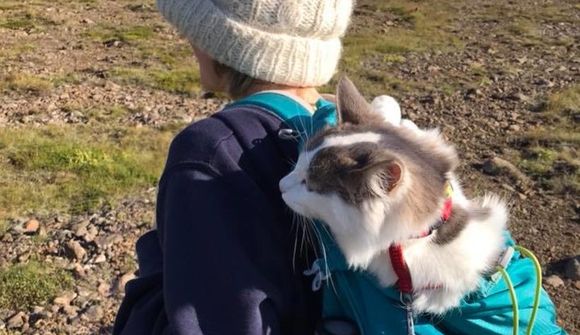 Blesi gönguköttur fær far í bakpokanum