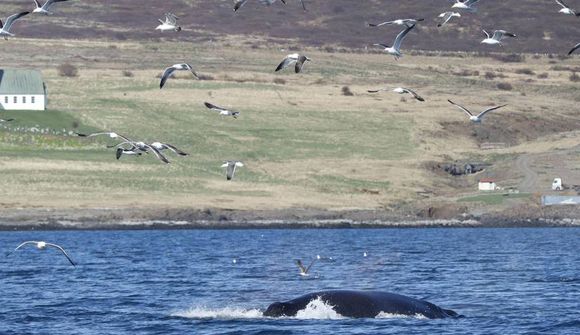 „Er kannski á leiðinni til okkar í hvalstöðina“