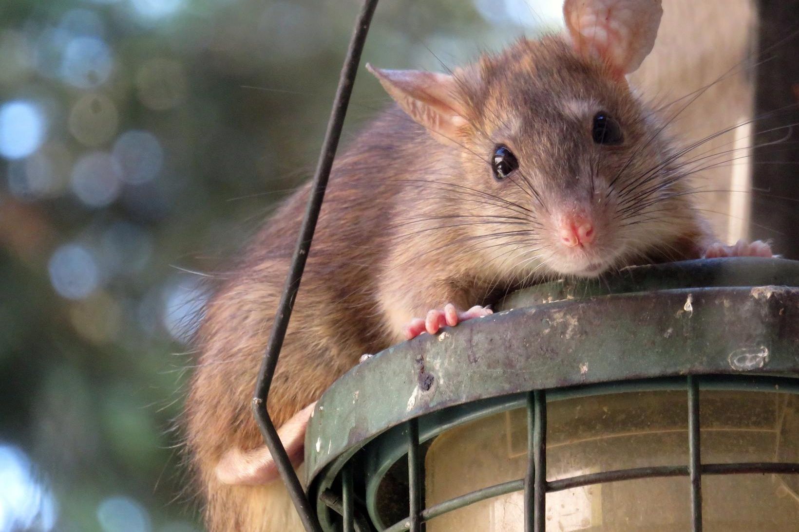 Brúnrottan, Rattus norvegicus, er orðin tíður gestur á norskum heimilum …