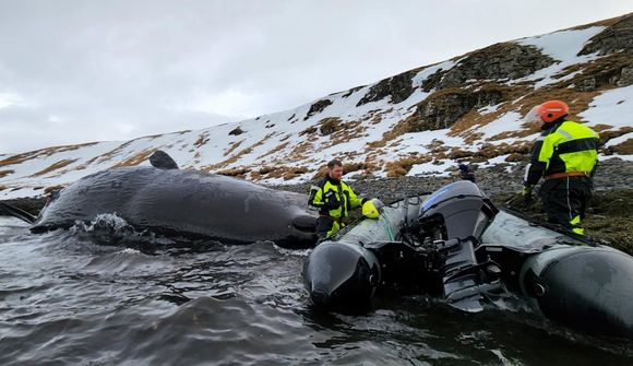 Búrhvalshræið dregið út á sjó