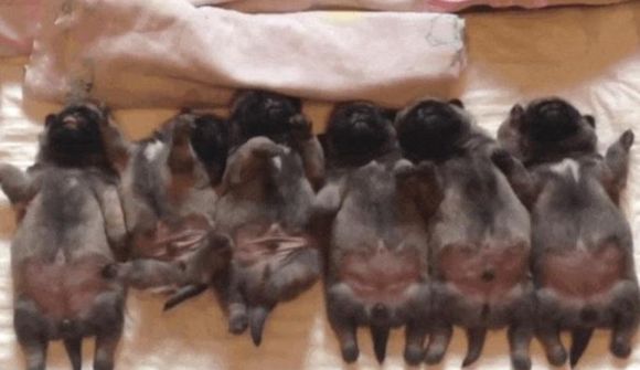 Sex sofandi pug-hvolpar