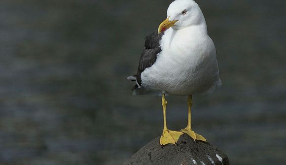 Lögregla varar við glæpamávi