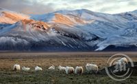 Sauðfé í Borgarfirði