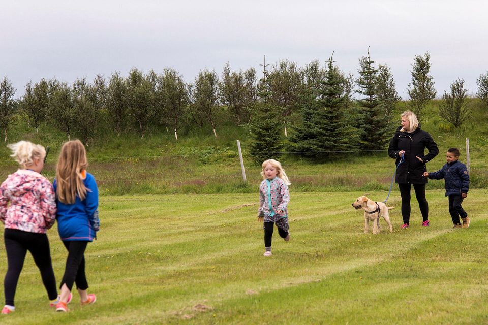 Hundasýning Hundaræktarfélags Íslands 2016