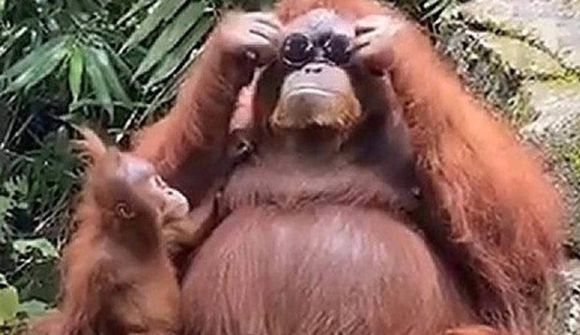 „Svalur“ órangútan slær í gegn á TikTok