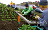 Starfsmenn Reykjavíkurborgar gróðursetja RVK merki Ártúnsbrekku