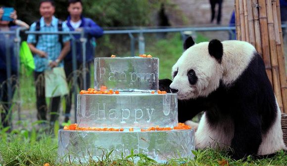 Elsta karlkyns panda í heimi látin