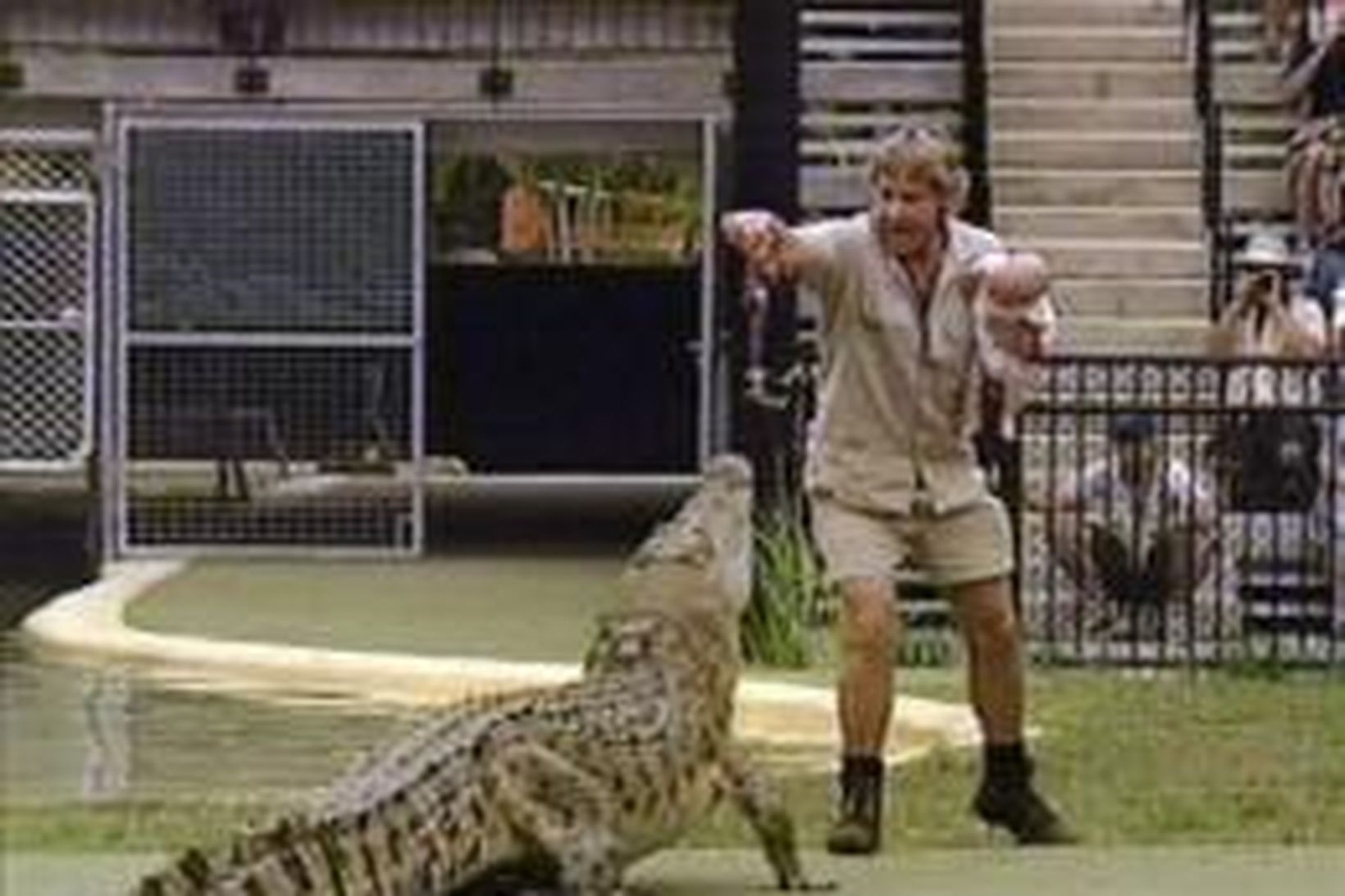 Steve Irwin og sonur leika sér við krókódíl.