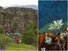 Tourist numbers at Þingvellir have increased this year.