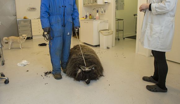 Föst í minkaboga í margar vikur