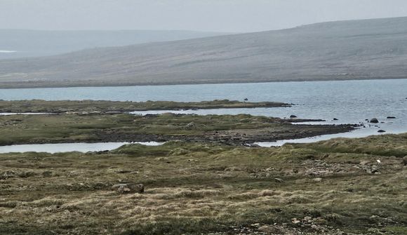Gosmengun nær til Vestfjarða