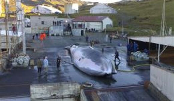 Hvetur ríki ESB til að sameinast gegn hvalveiðum