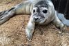 Orphan baby seal rescued