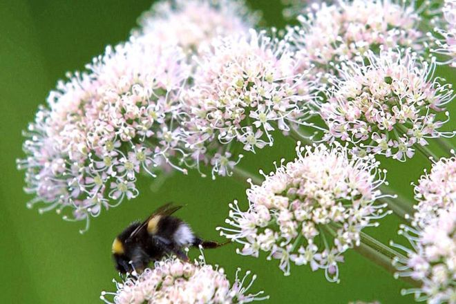 Spring has been warm this year and various insects have been swarming earlier.