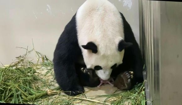 Fyrsti pandabjörninn sem fæðist í Singapúr