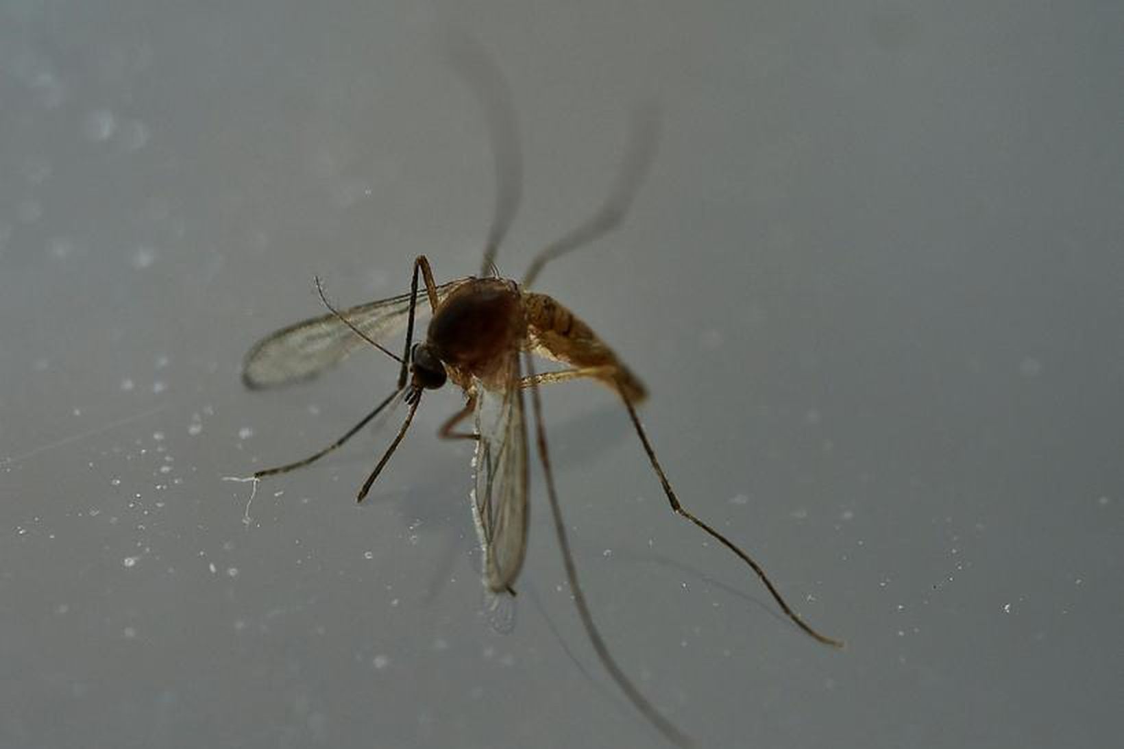 Zika-veiran berst með moskítóflugum og kynmökum
