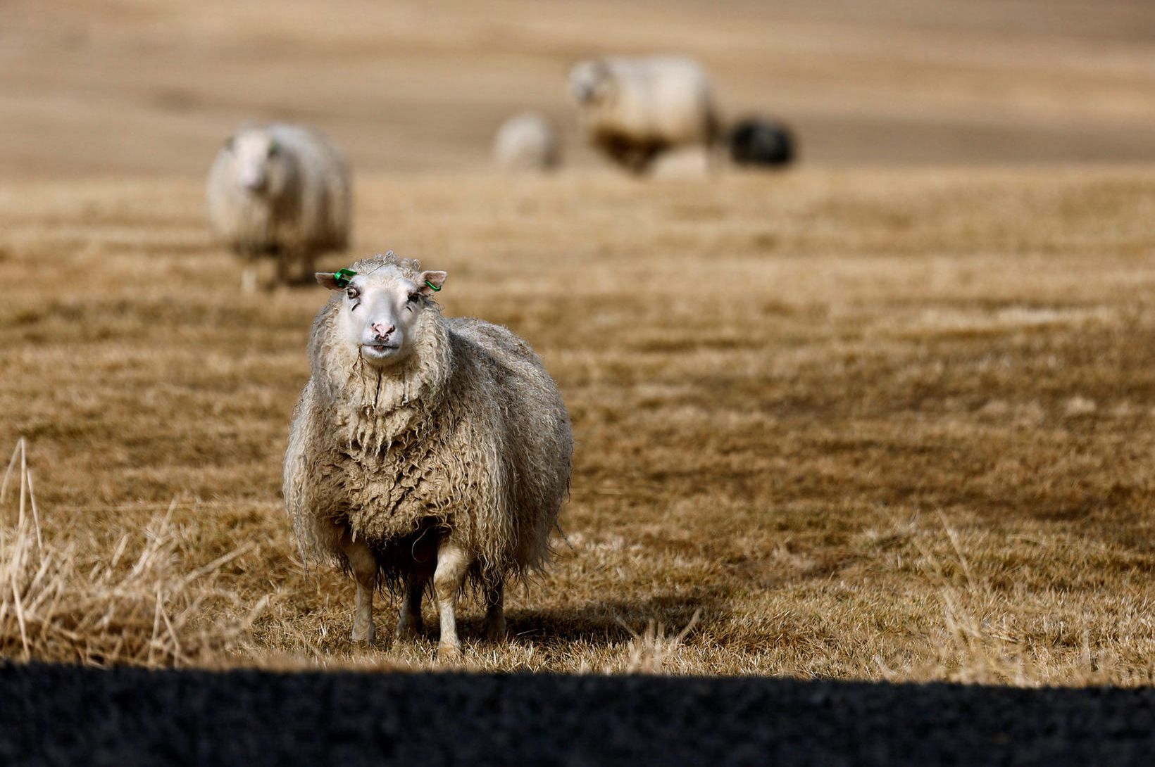 Töluverð umferð á Vesturlandi: Ekið á sauðfé 