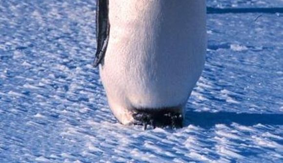 Mörgæsir græði á bráðnuninni