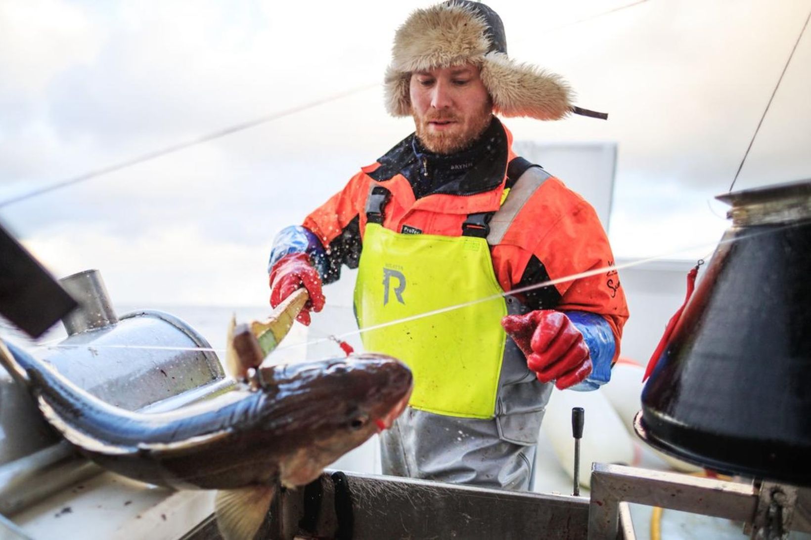 Horft er fram á að 31% minni þorskkvóta í Barentshafi …