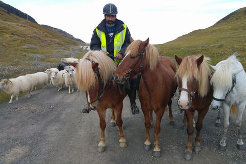 Guðmundur Árnason on his horse with three horses ready.