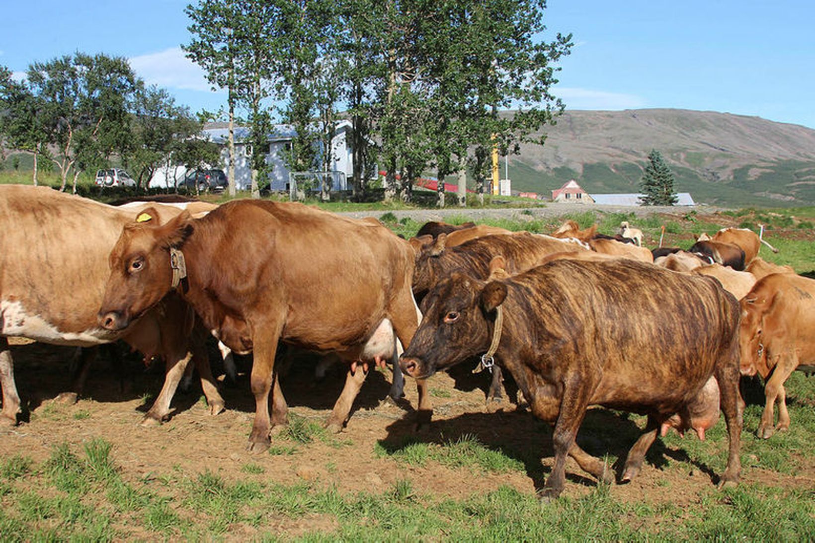 Dýralæknar veita þjónustu vegna dýraheilbrigðis og fylgjast einnig með velferð …