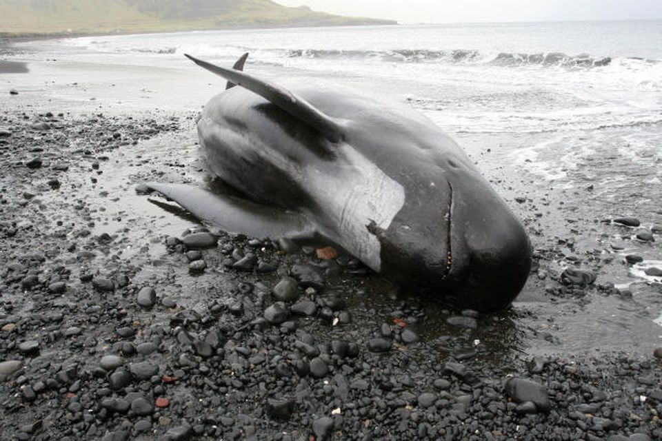 Fjöldi grindhvala drapst á norðanverðu Snæfellsnesi í gærkvöldi. Frá fjörunni í Bug, rétt við Ólafsvík …