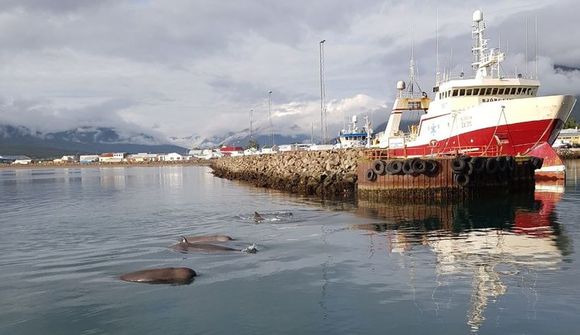 Afslappaðar andarnefjur í höfninni