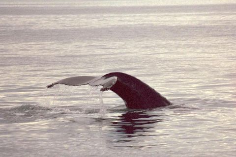 The new report from the Institute of Economic Studies  states that the Iceland&#8217;s whaling operations have absolutely no effects on the tourist industry in Iceland.