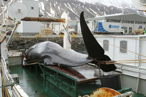 A minke whale being landed in Iceland.