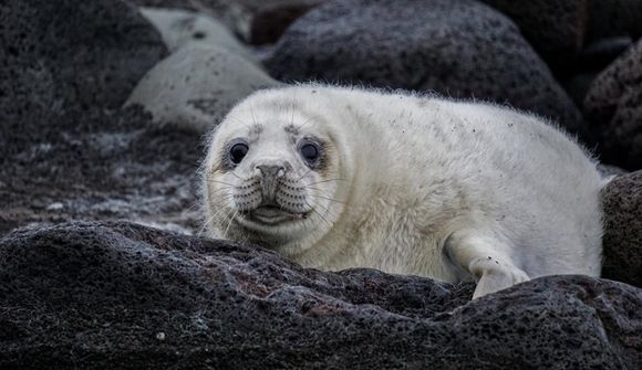 Einstakar myndir af kópum í Surtsey