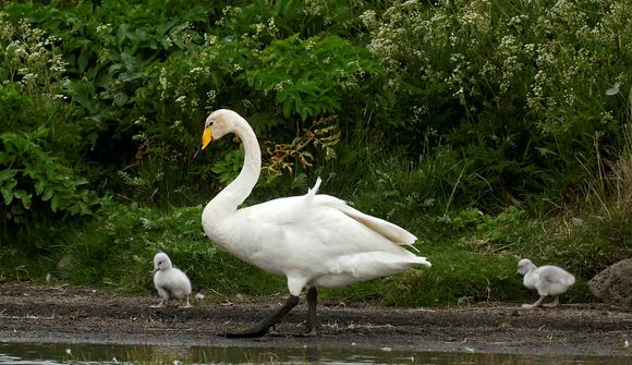 Ættbogi Svandísar gefst ekki upp