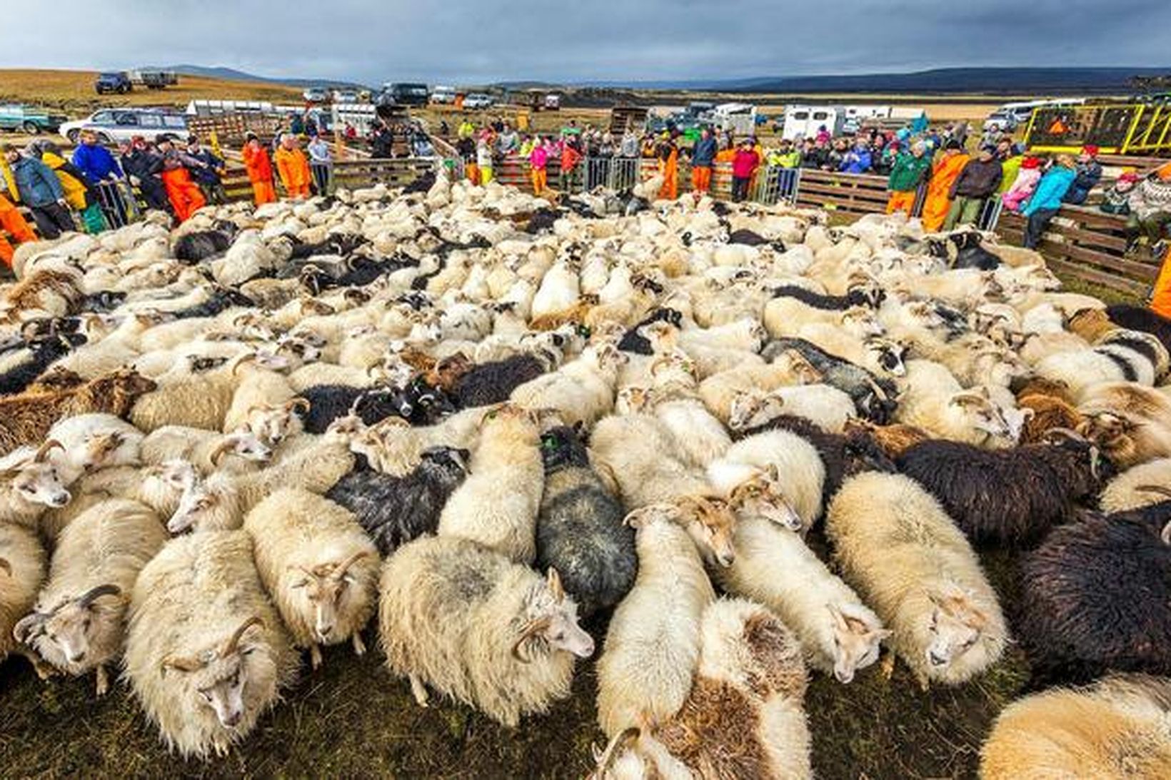 Réttum er flýtt vegna umframbirgða lambakjöts.