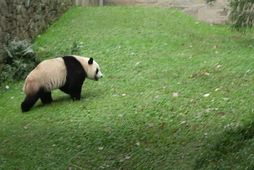 Fans say goodbye to giant pandas at the US National Zoo