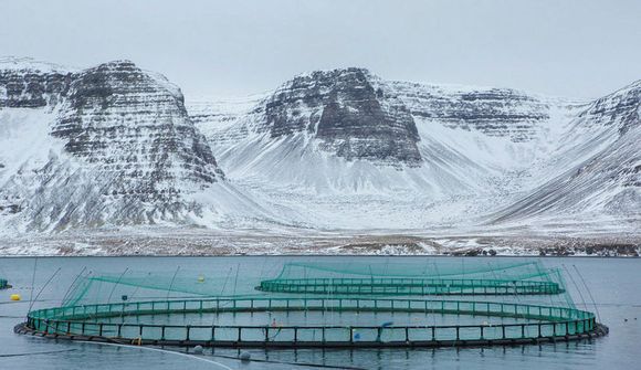 Ekki taldar líkur á að margir laxar hafi sloppið í Tálknafjörð