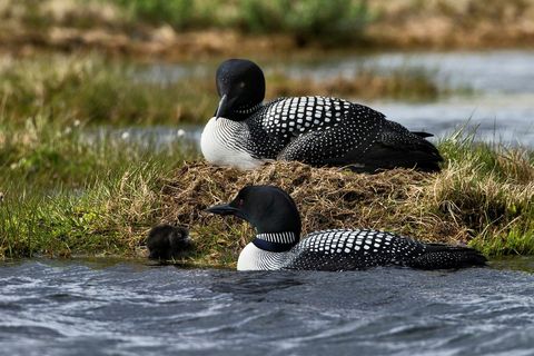 Common loons by Veiðivötn lakes in the highlands.