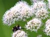Spring has been warm this year and various insects have been swarming earlier.