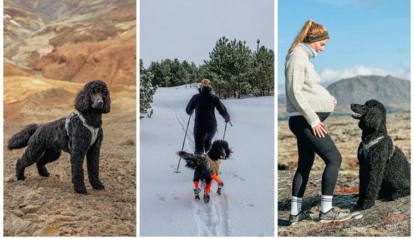 „Þú verður ekki einmana með hund nálægt þér“