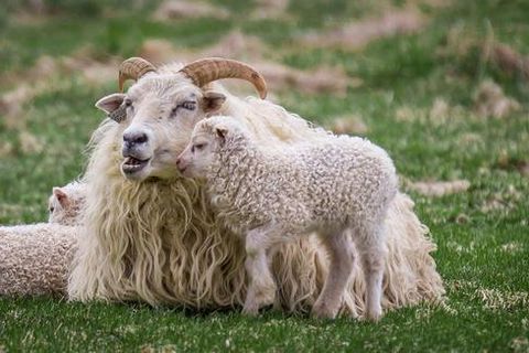 A proud mother with her two lambs